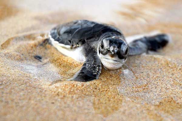 see-turtle-billion-baby-campaign
